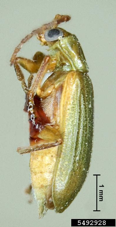 Northern Corn Rootworm Diabrotica Barberi Coleoptera Chrysomelidae