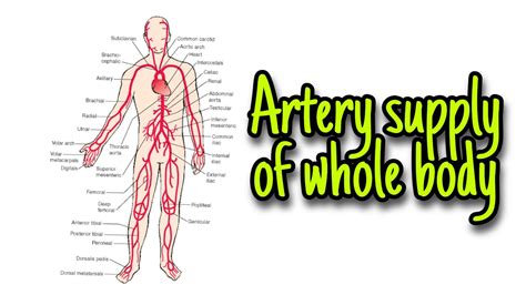 Whole Body Artery Supply Part 15 Youtube