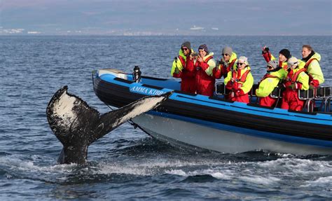 Whale Watching Tour In Husavik By Rib Boat