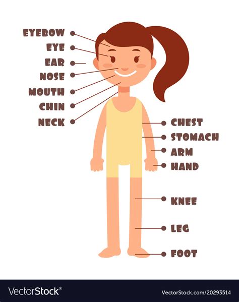 Please do not purchase your free print. Cartoon little girl vocabulary of human body Vector Image