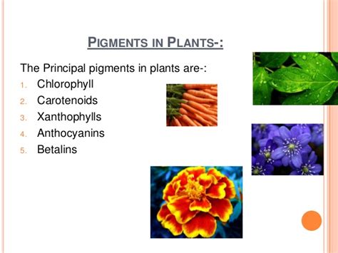 Plant Pigments And Their Role