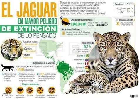 El Jaguar En Mayor Peligro De Extinción De Lo Pensado Informacion De