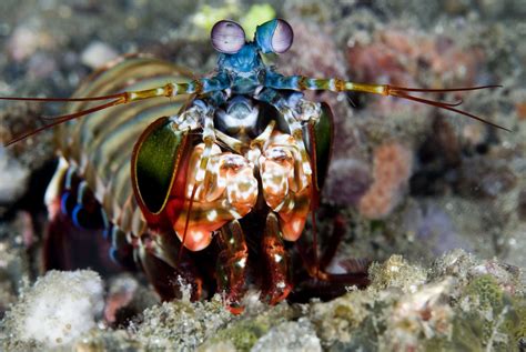 Mantis Shrimp Wallpapers Images Photos Pictures Backgrounds