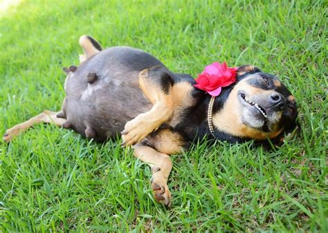 adorable sesión de fotos de perrita embarazada y feliz