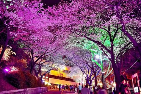 Eso es todo lo que usted. Myeong-dong: Cherry Blossoms at N Seoul Tower (Namsan Park ...