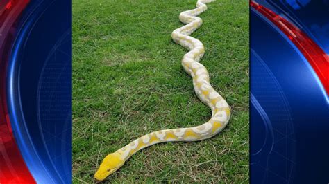 Man Claims 16 Foot Python Missing In Lockhart