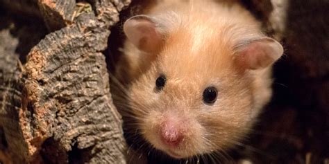 Le Hamster Infos Et Conseils Délevage