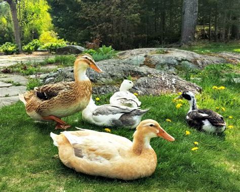 Types Of Ducks For Eggs Meat And Pest Control Backyard Poultry