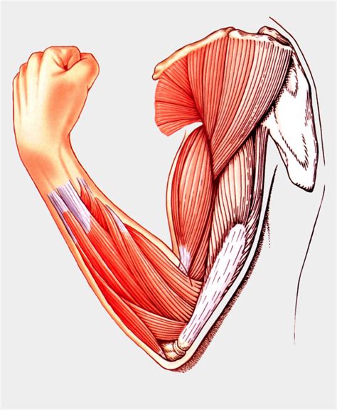 Muscle Arm Download Transparent Png Image Skeletal Muscle Clipart Png