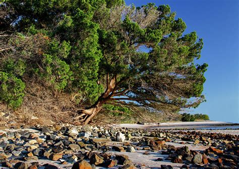Gnarly Beach Tree Photograph By Lisa Malecki Fine Art America