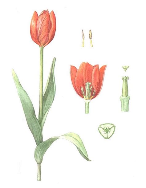 Tulip Anatomy Anatomy Book
