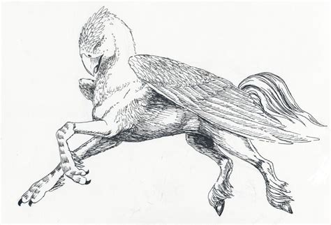 Buckbeak Was A Good Hippogriff Always Cleaned His Feathers —hagrid
