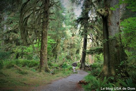 Hoh Rain Forest Forêt Humide Washington State
