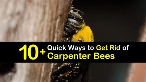 10 Quick Ways To Get Rid Of Carpenter Bees