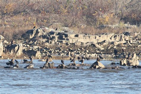 Bald Eagles At Conowingo Dam Revisited Birding Pictures