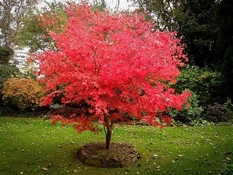 Osakazuki Japanese Maple For Sale Online The Tree Center