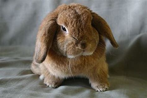 The Ultimate Guide To Dwarf Rabbit Care Pethelpful