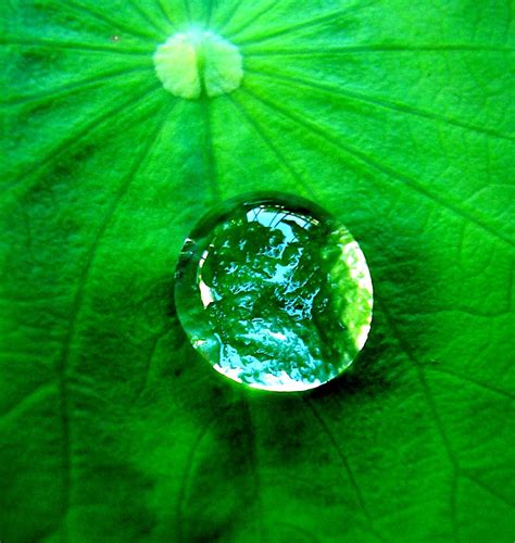 Filewater Drop On A Leaf Wikimedia Commons