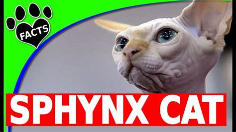 Sphynx Cats 101fun Facts And Information Animal Facts Animal Facts