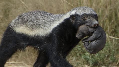 Honey Badger Wild Attack Honey Badger Is Badass Honey Badger Is Dangerous Youtube