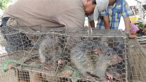 Cambodian Rat Meat A Growing Export Market Bbc News