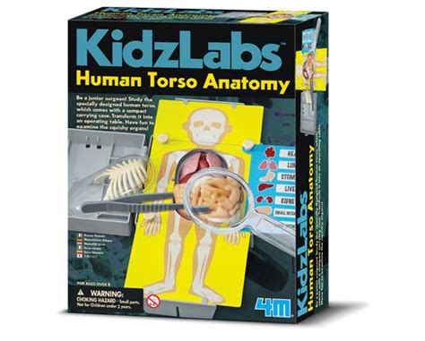Deviantart is the world's largest online social. Kidz Labs / Human Torso Anatomy