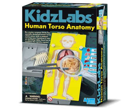 There are many ways to categorize the torso muscles. Kidz Labs / Human Torso Anatomy