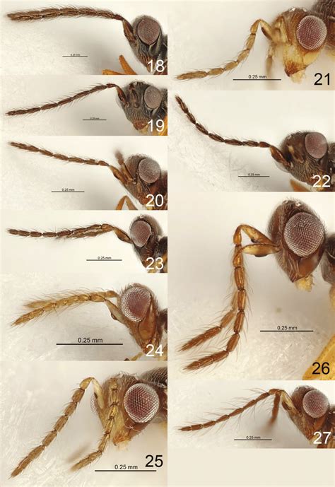 Eriastichus Spp Head And Antenna In Lateral View Male Holotypes 18 E