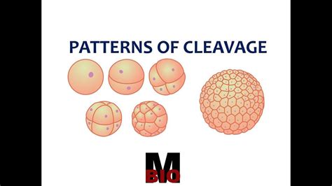 Patterns Of Cleavage Youtube