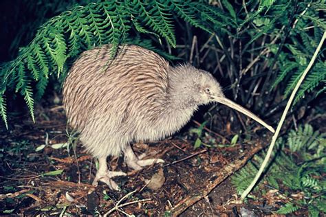 Southern Brown Kiwi New Zealand Birds Online