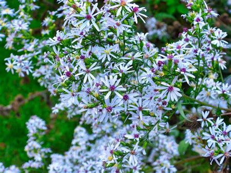 Macro Of Blue Asters Closeup View Of Blue Aster Flowers With White