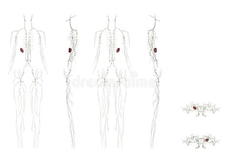 Female Lymphatic System Stock Illustrations 375 Female Lymphatic
