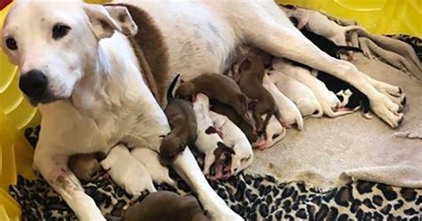 Animal Shelter Staff Rescue Stray Pregnant Dog Gives Birth To 20 Puppies In Emergency C Section