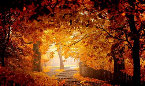 Autumn Road Bench Leaves Woods Splendor Fall Forest Nature Autumn