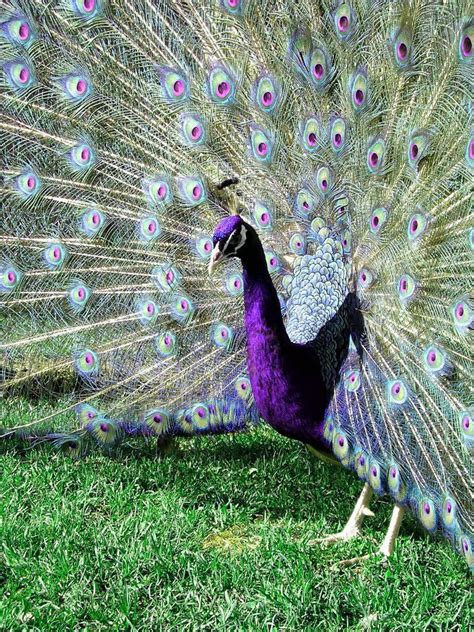 Rare Peacocks For Sale A Guide To Owning These Beautiful Birds Debos