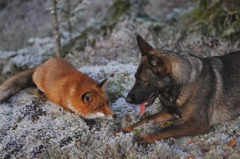 Dog And Wild Fox Are Best Friends 10 Pics Video Amazing Creatures