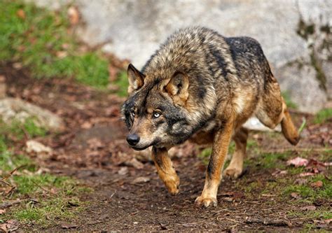 Animals Of The World Iberian Wolf