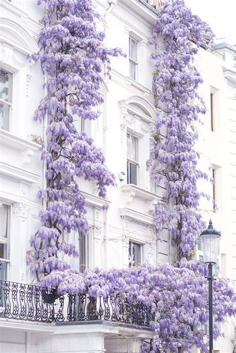 London Photography Wisteria In Notting Hill Spring In Etsy Lavender