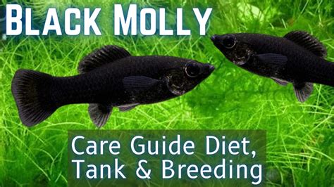 Black Molly Fish Tips For A Successful Aquarium Poecilia Latipinna