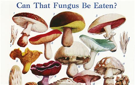 How To Forage For Mushrooms The Field