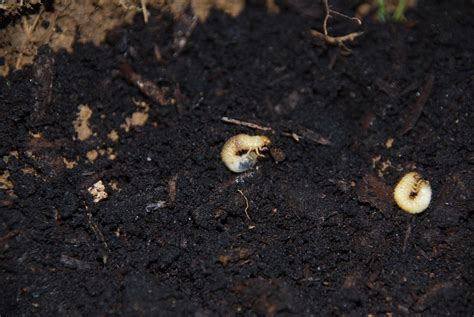 3 Signs Of Lawn Grubs And What To Do About Them