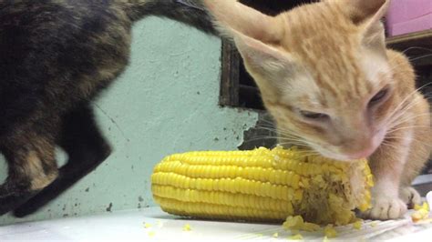 Cat Eats Corn Youtube