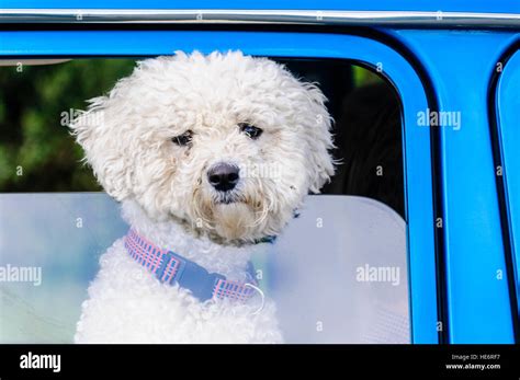 A Cute Bichon Frise Dog Pokes His Head Through A Car Window Stock Photo