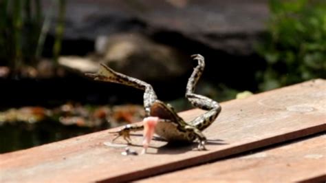 Kikker Met Een Gekke Tong Zelf Geschoten Vroege Vogels Bnnvara