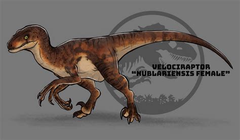 Jurassic Park Velociraptor Nublariensis Female By Malminya On Deviantart