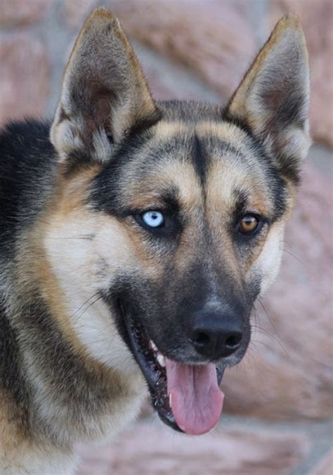 It will all depend on the traits acquired from the parent breed and the health of your dog. Westside German Shepherd Rescue of Los Angeles | German ...