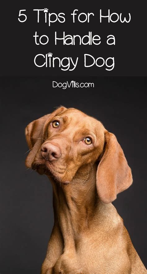 5 Tips For How To Handle A Clingy Dog Happy Dogs Funny Happy Dogs