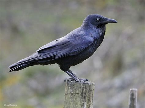 Forest Raven Corvus Tasmanicus By Nik Borrow Art Reference Photos