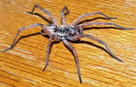 The Most Scariest Spider In The World