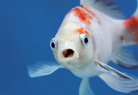 Funny Fish Names 70 Punny And Clever Names For Fish My Pets Name